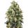 Sensi Seeds Super Skunk autofem 10er
