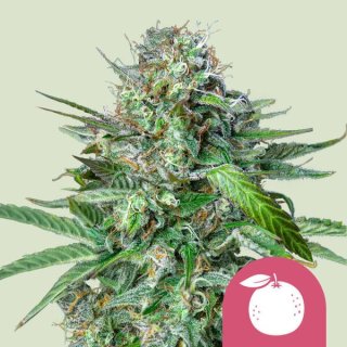 Royal Queen Seeds Tangie