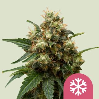 Royal Queen Seeds Ice female 10er