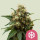 Royal Queen Seeds Ice female 10er