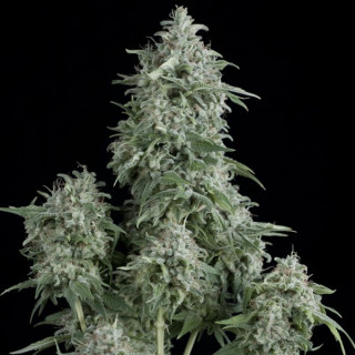 Pyramid Seeds Anubis female 5er