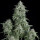 Pyramid Seeds Anubis female 5er