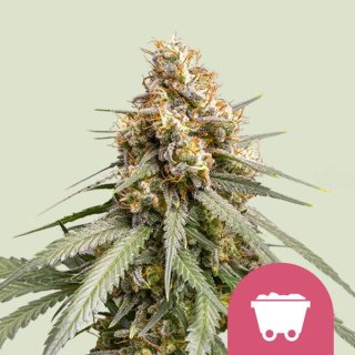 Royal Queen Seeds Shining Silver Haze female 10er