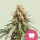 Royal Queen Seeds Shining Silver Haze female 10er