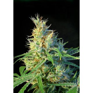 Sweet Seeds Psicodelicia female 5er