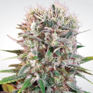 Paradise Seeds Wappa female 3er