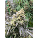 Growers Choice White Truffle limited Edition female 10er