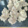Growers Choice White Truffle limited Edition female 10er