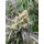 Growers Choice White Truffle limited Edition female 10er