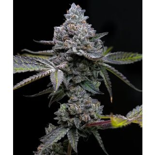 Barneys Farm Apple Fritter female 3er