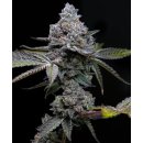Barneys Farm Apple Fritter female 3er