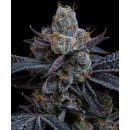 Barneys Farm White Runtz