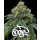 Barneys Farm RS11 X Banana OG