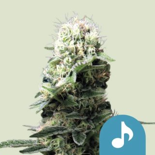 Royal Queen Seeds Dance World female 3er