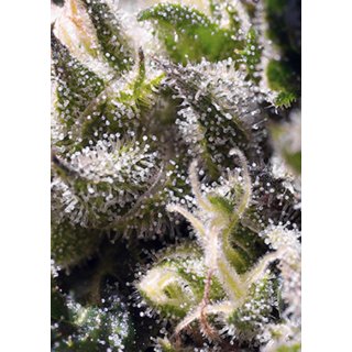 Sweet Seeds Cream Caramel Auto