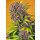 Sweet Seeds Diablo Rojo XL Auto