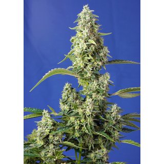 Sweet Seeds Gorilla Girl XL Auto