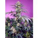 Sweet Seeds Monster Maker