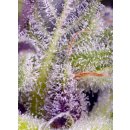 Sweet Seeds Monster Maker
