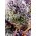 Sweet Seeds Studio 54 Stardust Auto