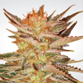 Paradise Seeds Ice Cream female 3er