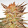 Paradise Seeds Ice Cream female 3er