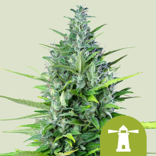 Royal Queen Seeds Royal Haze autofem 3er