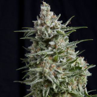 Pyramid Seeds Anesthesia female 5er