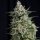 Pyramid Seeds Anesthesia female 5er