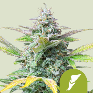 Royal Queen Seeds Quick One autofem 10er