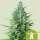 Royal Queen Seeds Royal Haze autofem 10er