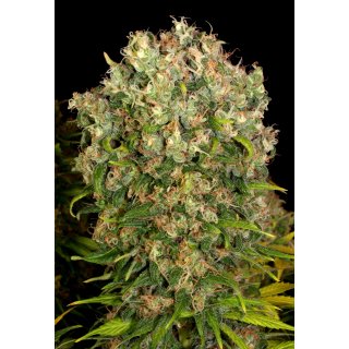 Serious Seeds Warlock regular 11er