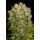 Serious Seeds Warlock regular 11er