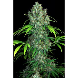 Serious Seeds Double Dutch regular 11er