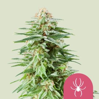 Royal Queen Seeds White Widow female 5er