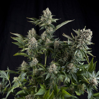 Pyramid Seeds White Widow female 5er