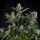 Pyramid Seeds White Widow female 5er
