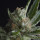 Pyramid Seeds Shark female 5er