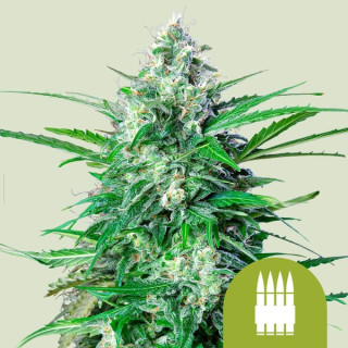 Royal Queen Seeds Royal AK autofem 10er