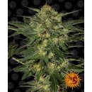 Barneys Farm LSD female 10er