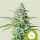 Royal Queen Seeds Northern Light autofem 10er