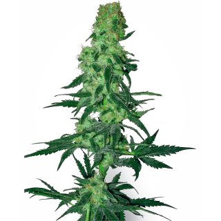 White Label Seeds Amnesia White regular 10er