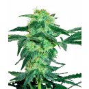 White Label Seeds White Ice regular 10er