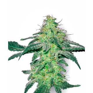 White Label Seeds White Skunk regular 10er