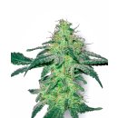 White Label Seeds White Skunk regular 10er