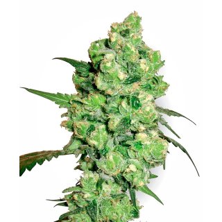 White Label Seeds Super Skunk regular 10er