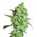 White Label Seeds Super Skunk regular 10er
