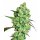 White Label Seeds Super Skunk regular 10er