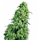 White Label Seeds Skunk #1 female 5er