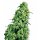 White Label Seeds Skunk #1 female 5er